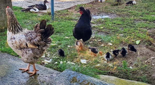 Lacie and Liza with other chicks