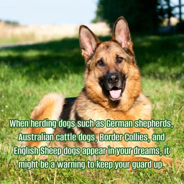 meaning of dreams about herding dogs