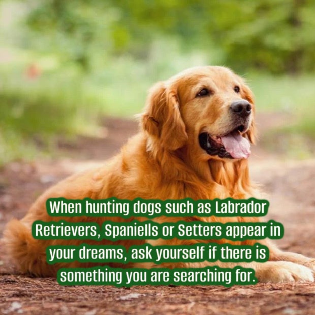 meaning of dreams about hunting dogs