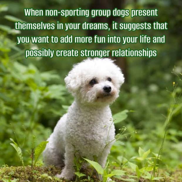 meaning of dreams about non-sporting dogs
