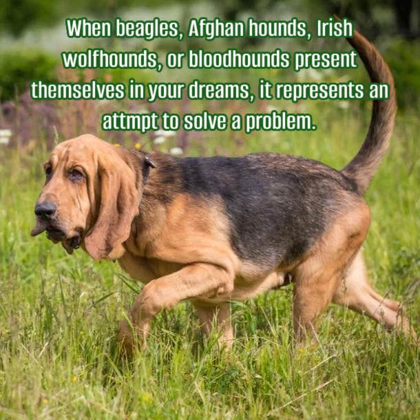 meaning of dreams about scent dogs