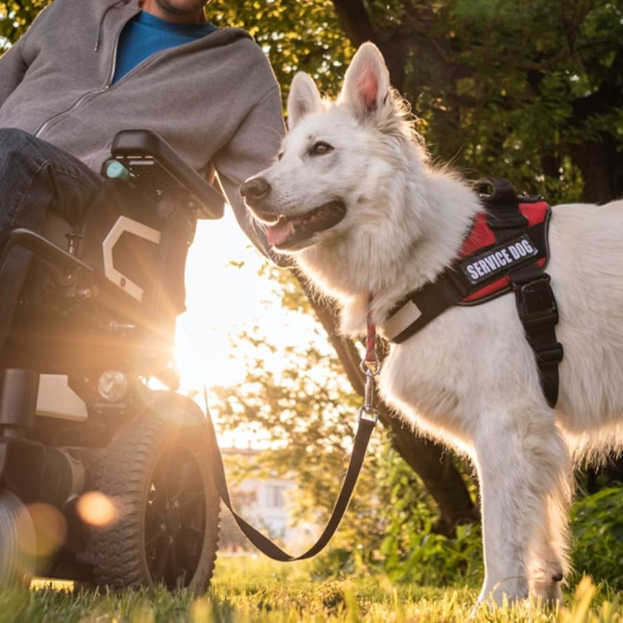 Dog Owner Suggests Parents Leash Their Toddler After She Tried To Touch Her Service Dog