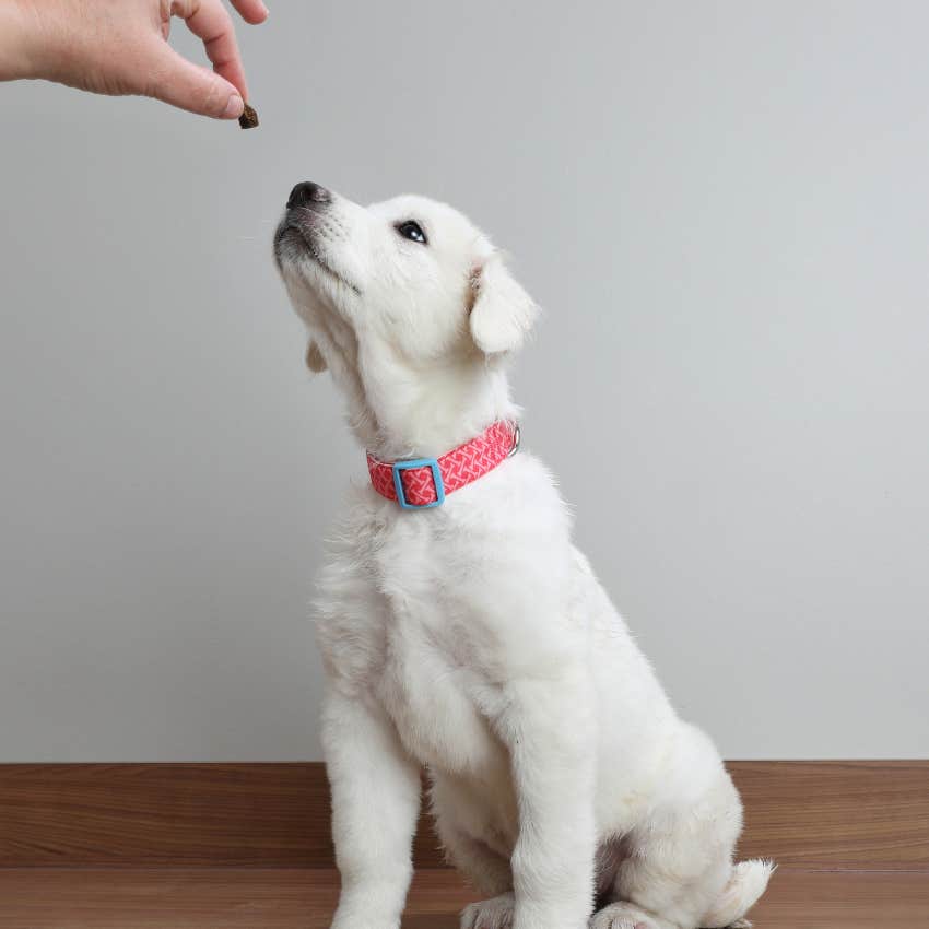 teen wants to cancel pet store after eating dog treat he thought was human food