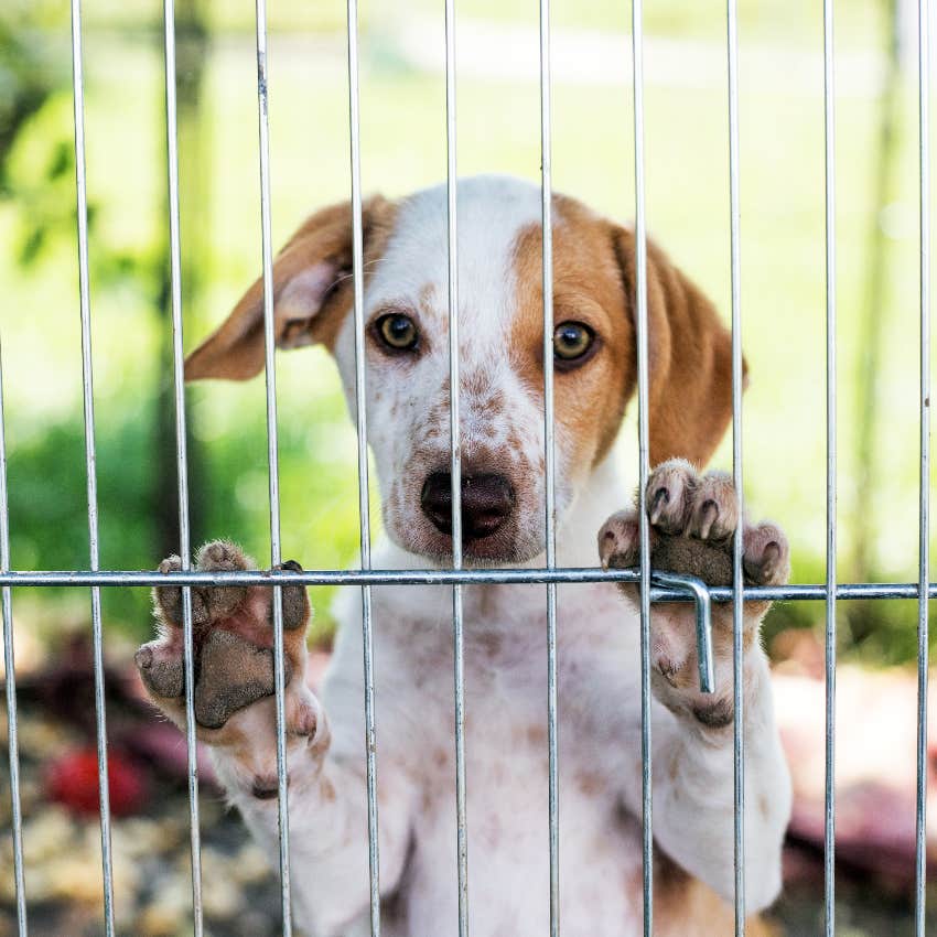 Rescue Dogs Jump For Joy As They Are Allowed To Choose Their Own Toys For Christmas