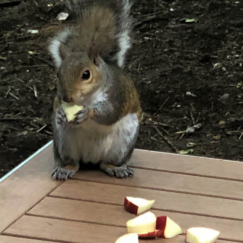 squirrel returns with gift for woman who feeds it