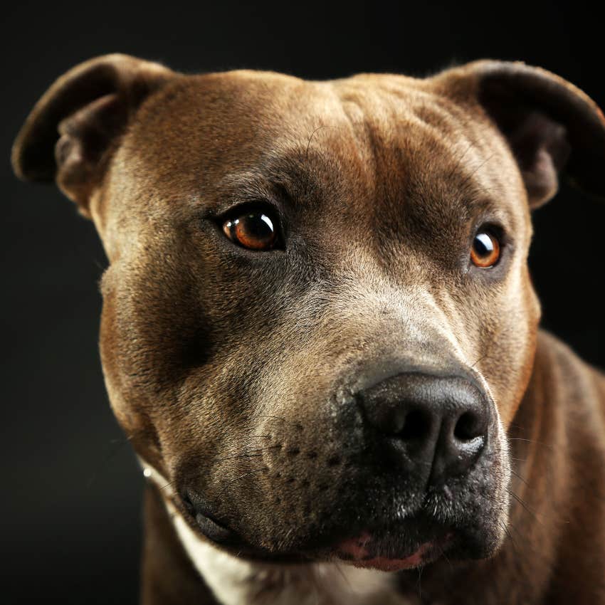 guy promises he's not going to keep aggressive foster dog until he meets him
