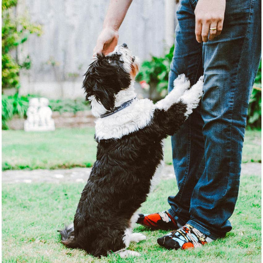 small dog jumping onto human&#039;s legs