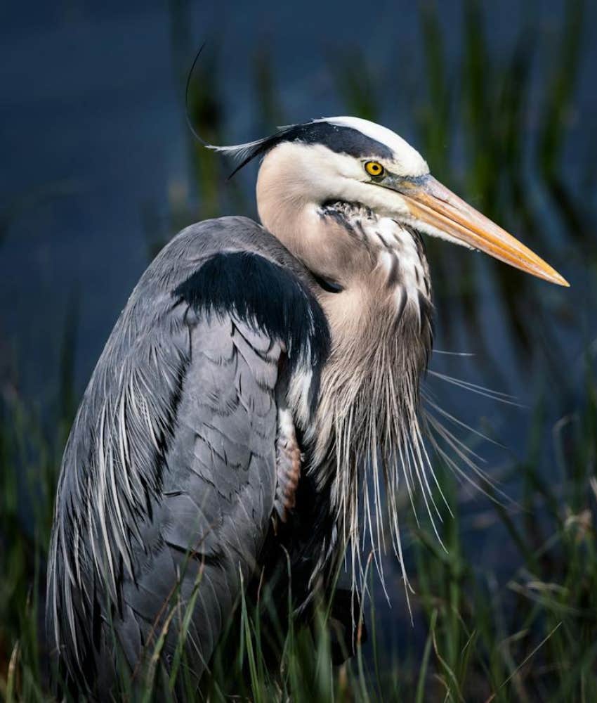 The Righteous Reason Some Bird Names Are Changing