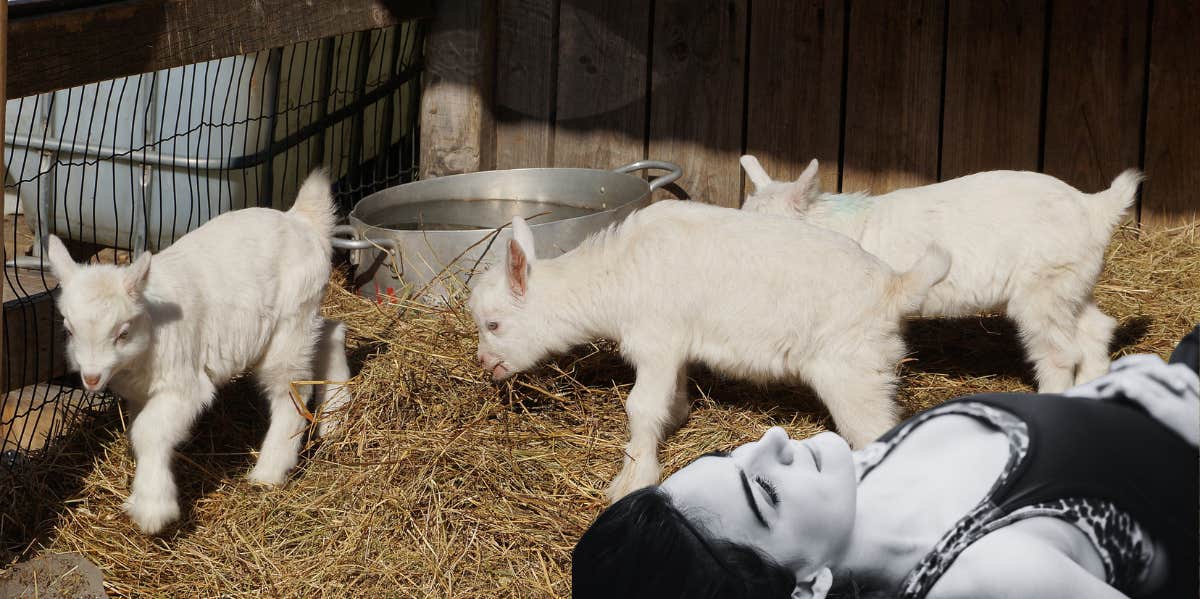 woman laying on ground with 3 whit calves beside her