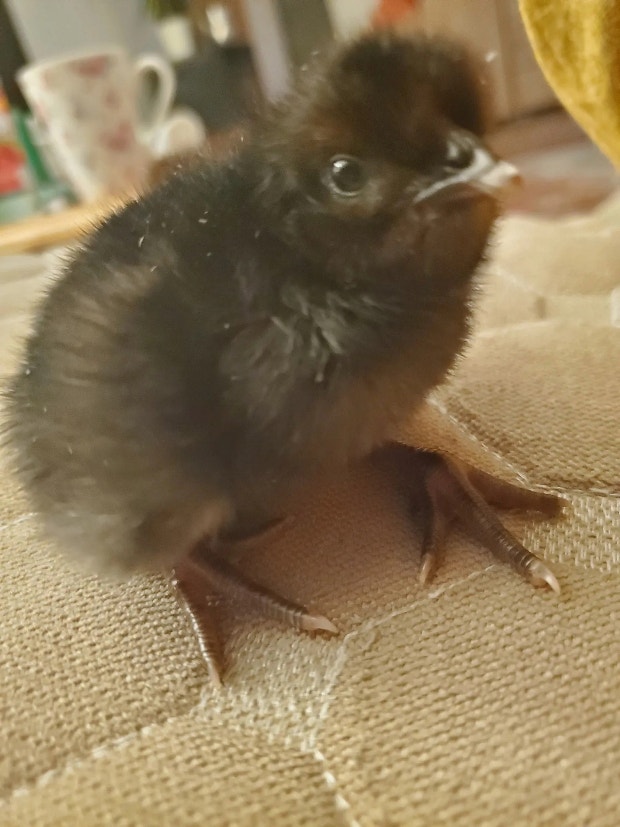 A chick, a few hours after being born