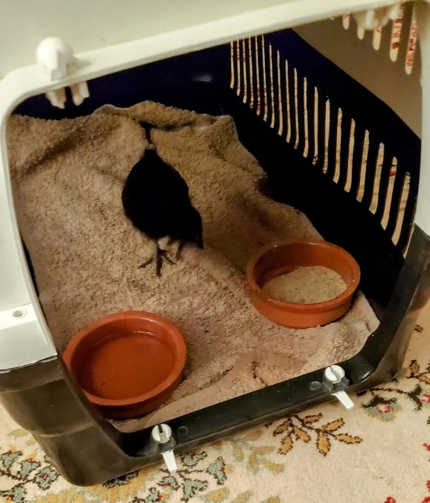 Chick in her crate