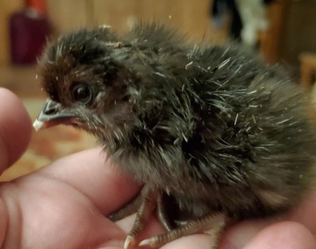 Newly hatched chick