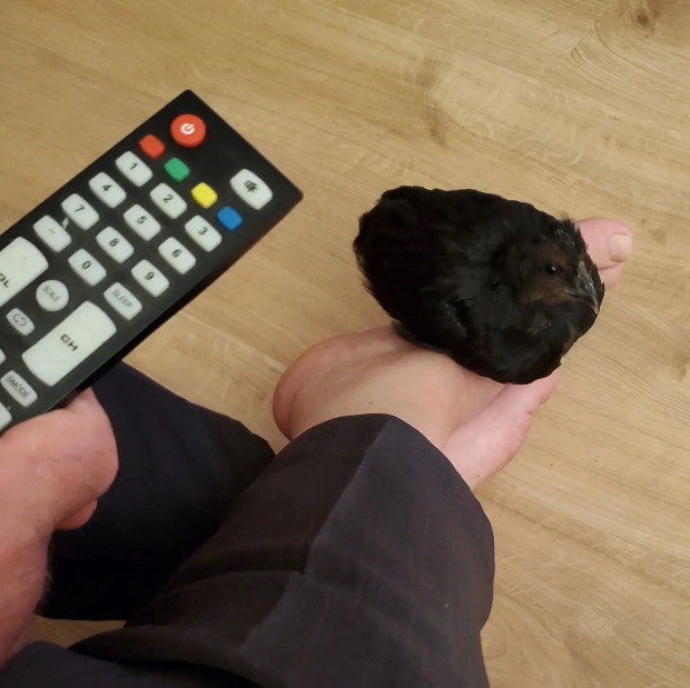 One month old chick perching on foot