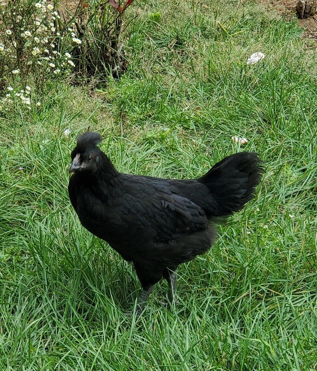 Six week old chick