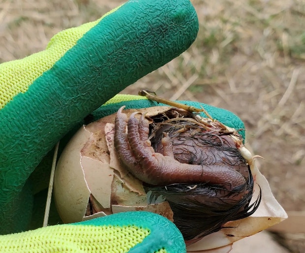 Chick trapped in her shell