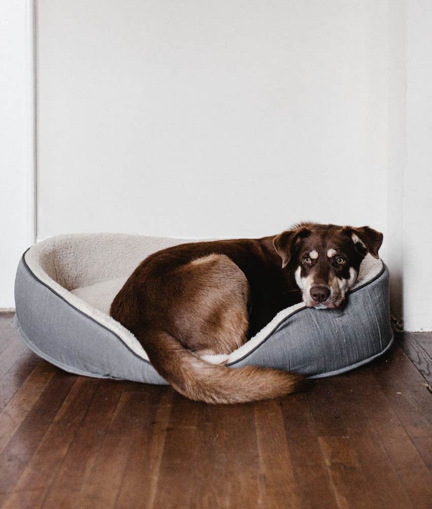 10 Tiny Ways To Make Sure Your Dog Knows You Love Them 