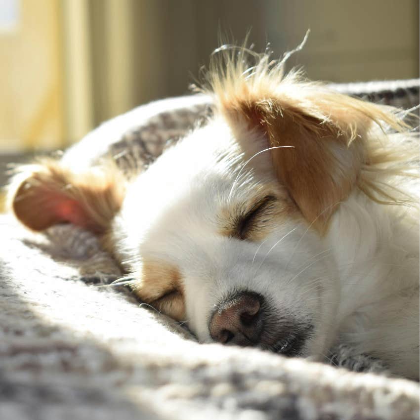 10 Tiny Ways To Make Sure Your Dog Knows You Love Them 