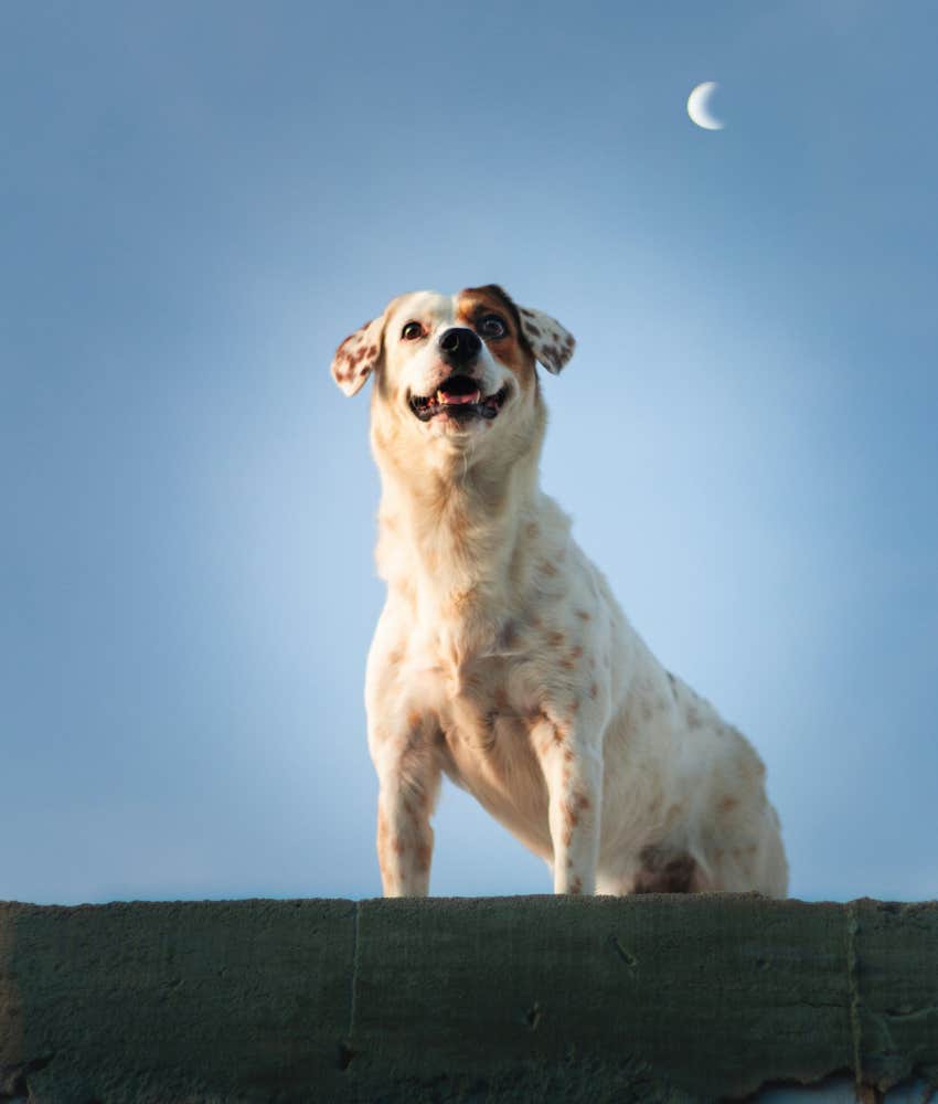 The 3 Interesting Ways Your Pets Will Likely React To The Total Solar Eclipse On April 8