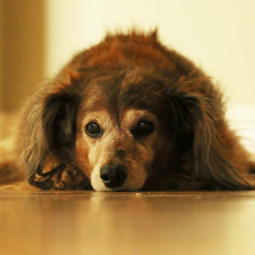 6 Signs Your Dog Might Be Depressed 