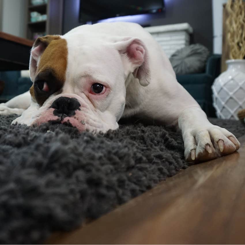 9 Subtle Ways Your Dog Tells You When They Are In Pain