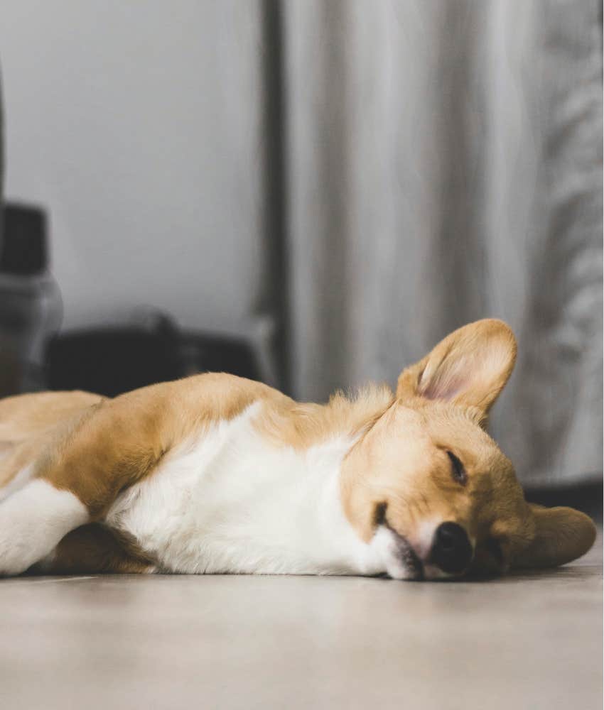 9 Subtle Ways Your Dog Tells You When They Are In Pain