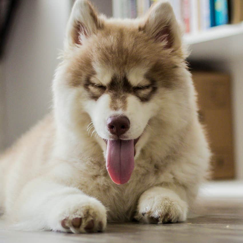 9 Subtle Ways Your Dog Tells You When They Are In Pain