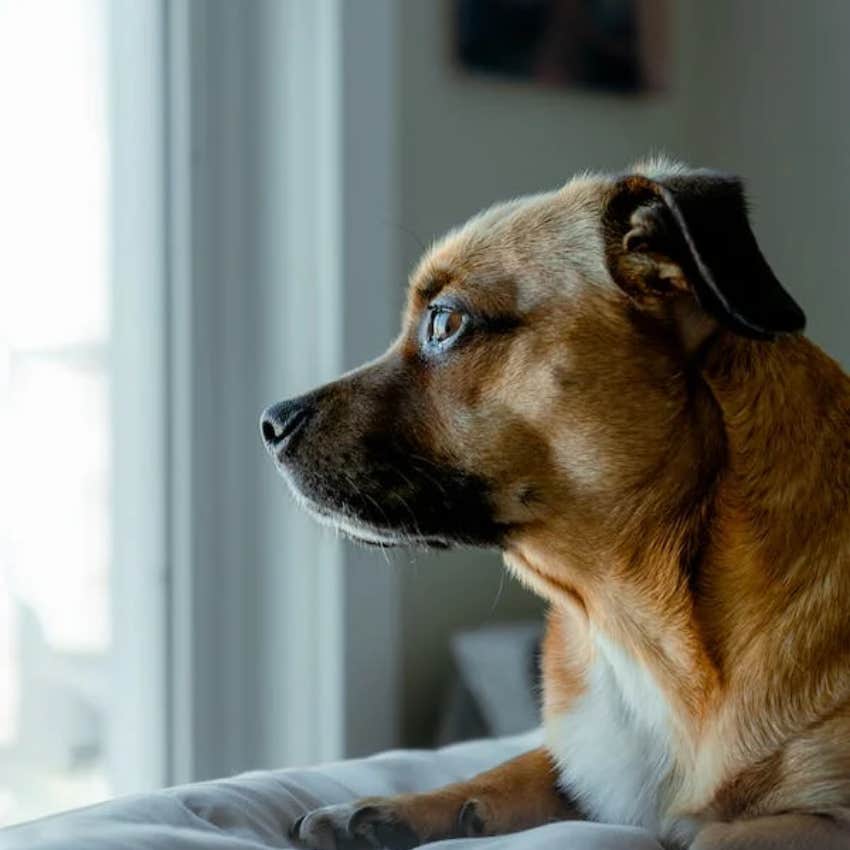 What My Rescue Dog Taught Me About Anxiety