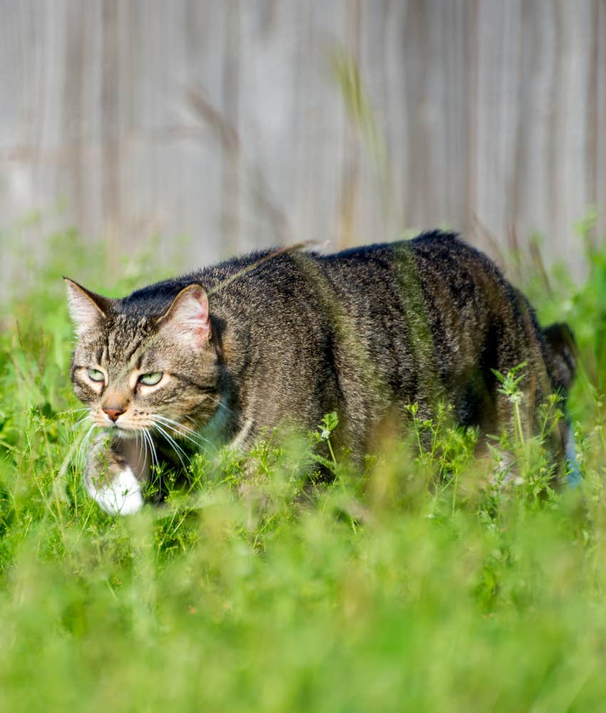 The Adorable Reason Your Cat Brings You Dead Animals As Gifts