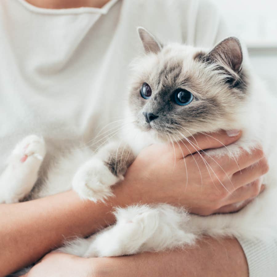 Woman Refuses To Marry A Man Who Is Allergic To Her Cats No Matter How Great He Is