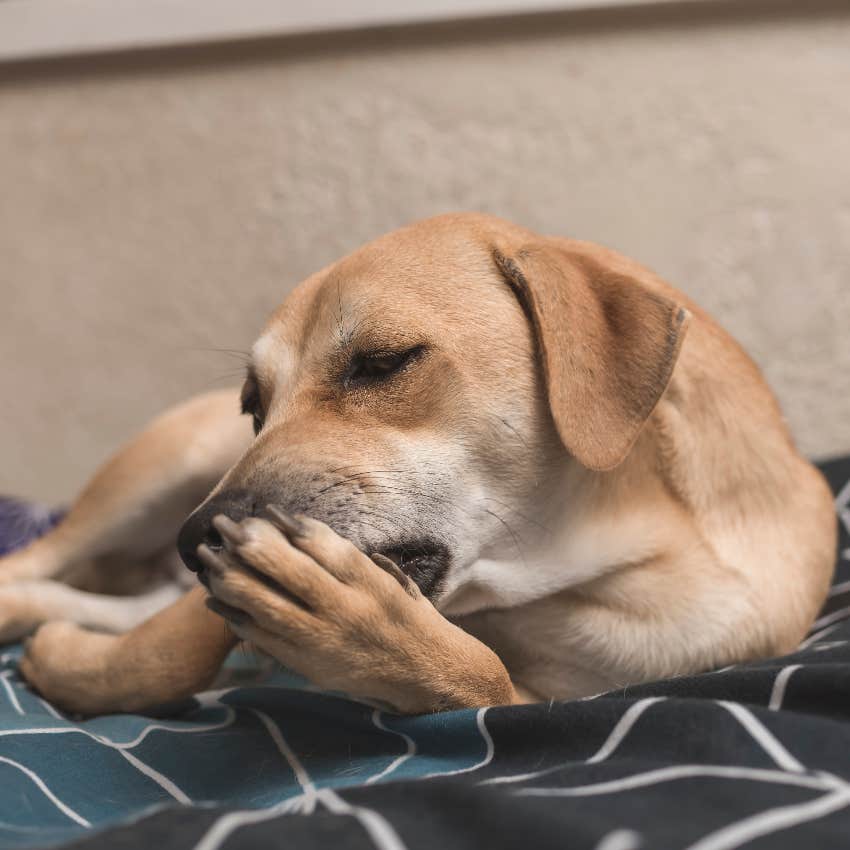 4 Subtle Signs Your Dog Is Trying To Tell You Something Important