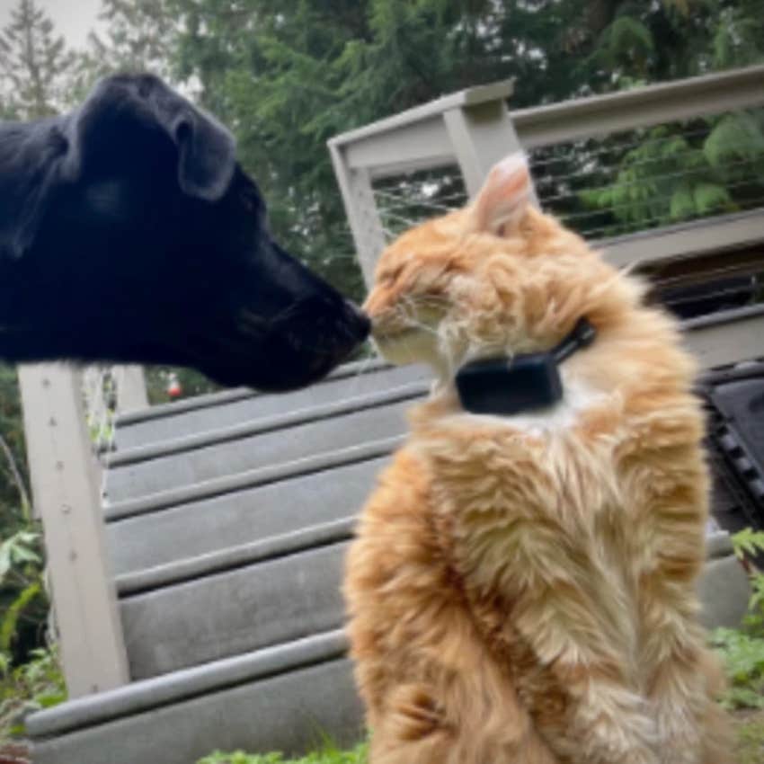 How Two Pets Went From Enemies To Best Friends With Help From An Animal Communicator