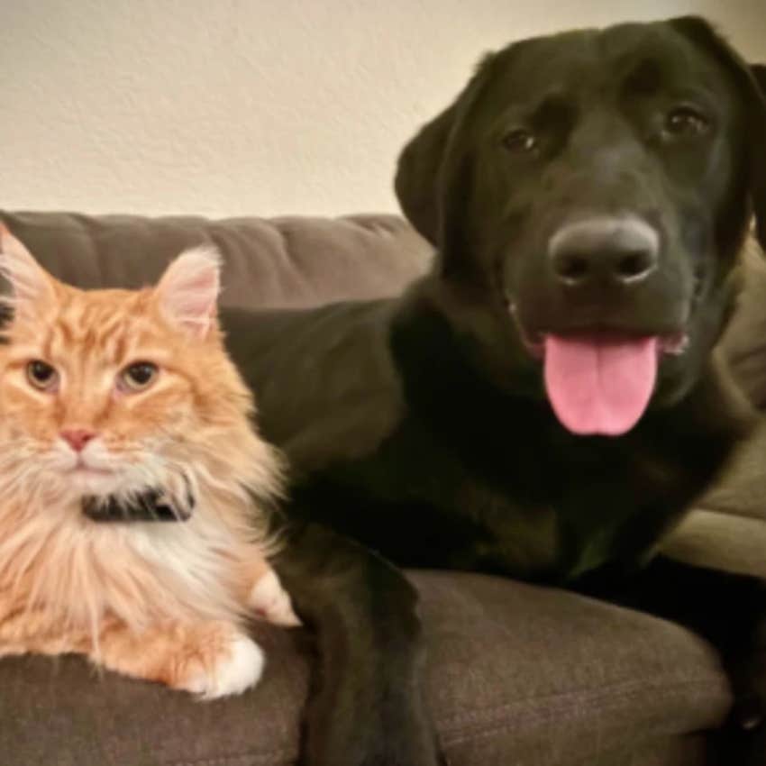 How Two Pets Went From Enemies To Best Friends With Help From An Animal Communicator