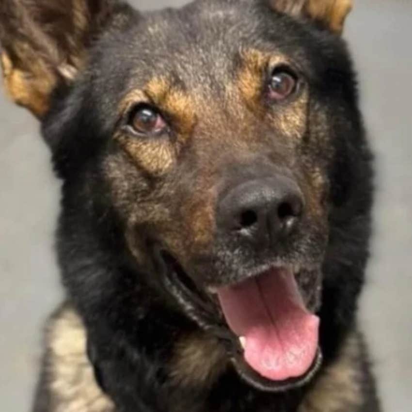 Police Chief Makes Retired German Shepherd Stay In A Shelter Despite His Previous Handler Offering To Buy Him