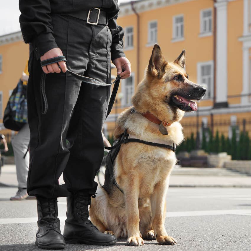 Police Chief Makes Retired German Shepherd Stay In A Shelter Despite His Previous Handler Offering To Buy Him