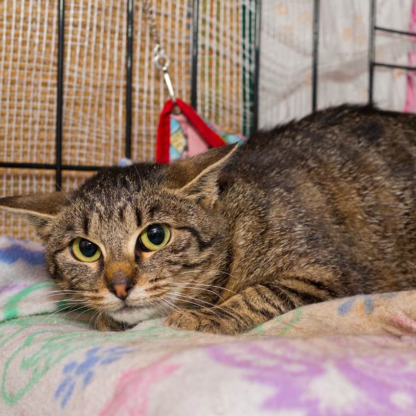 Nearly Dead Senior Cat Gets Adopted Into Unexpected Home 