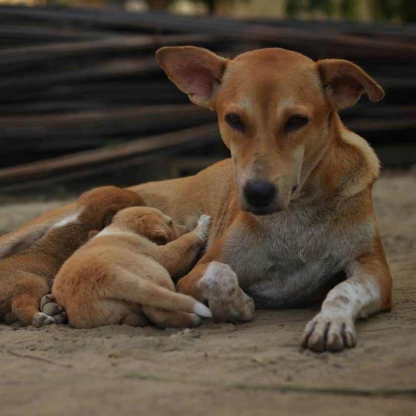 Homeless Man Saves 5 Stray Puppies