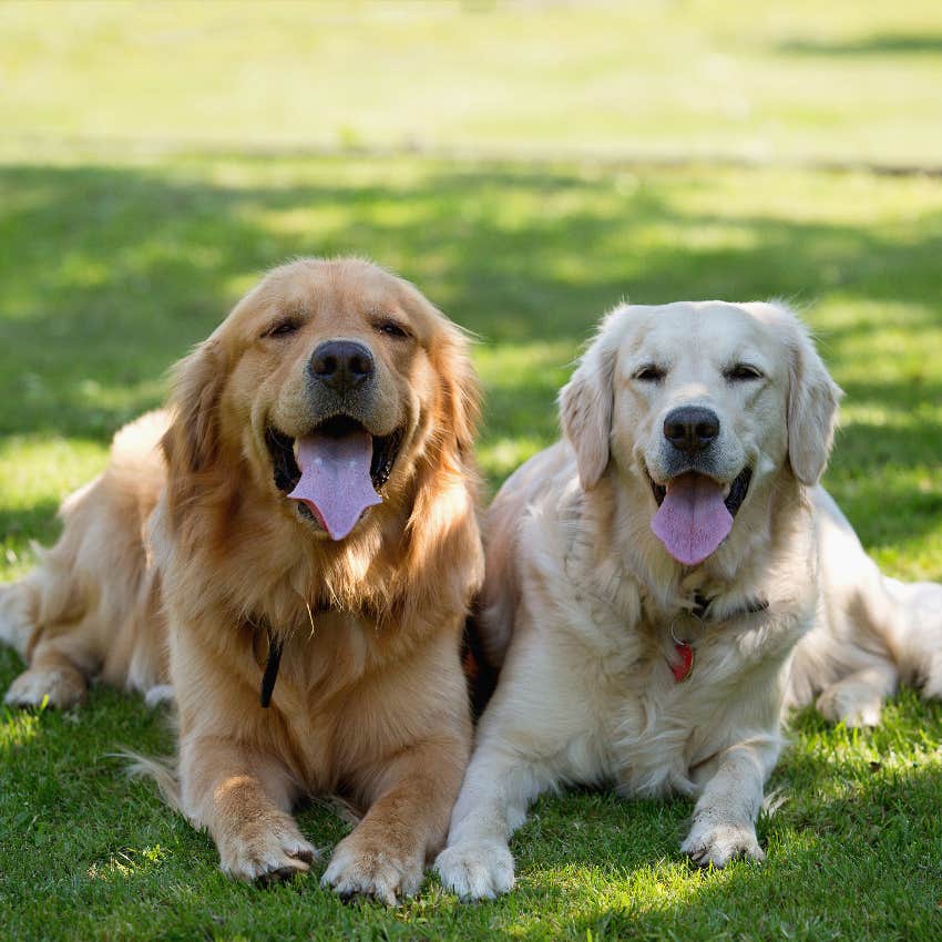 A California Town&#039;s Local Government Is Run Entirely By Dogs