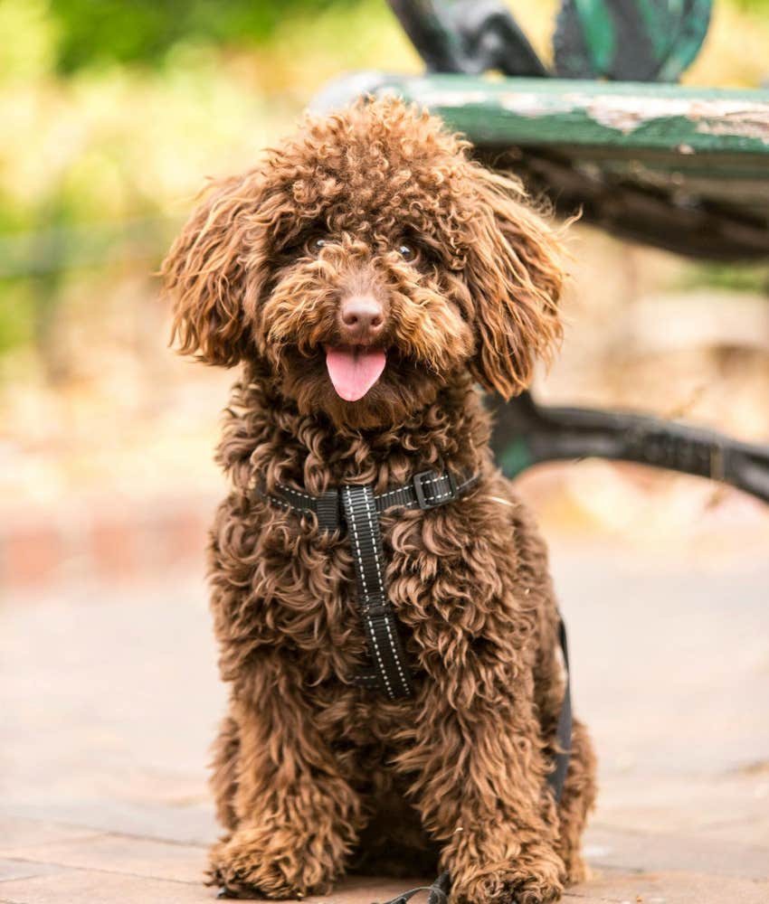 How A Person Treats Their Dog Tells You A Specific Thing About Their Childhood