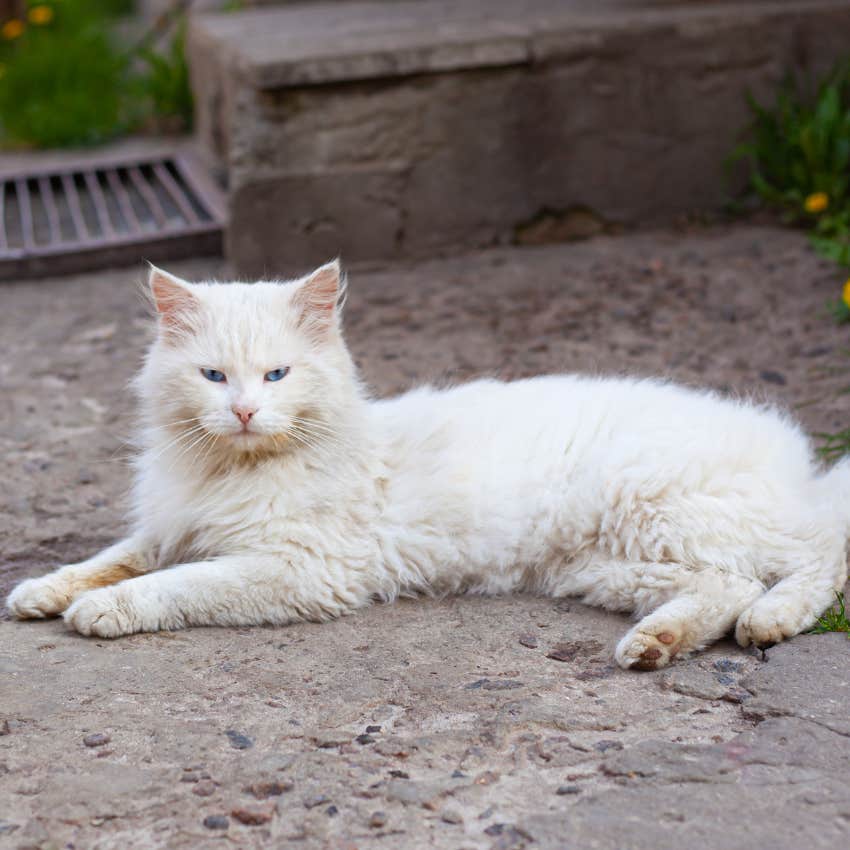 Woman’s Ex Said He Got Rid Of Her Cat After She Left Him