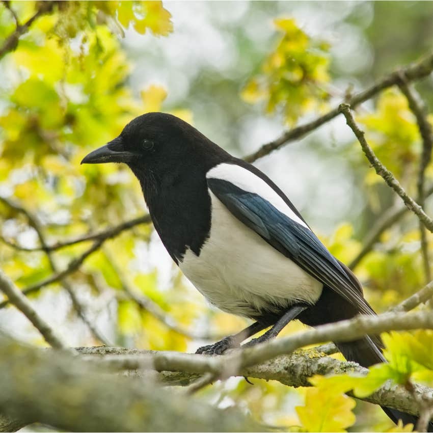 Woman Believes The Superstition That It&#039;s Good Luck To Be Pooped On By A Bird 