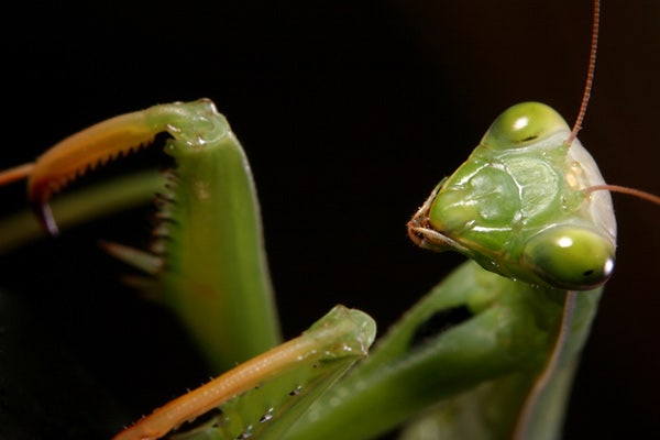 Praying Mantis