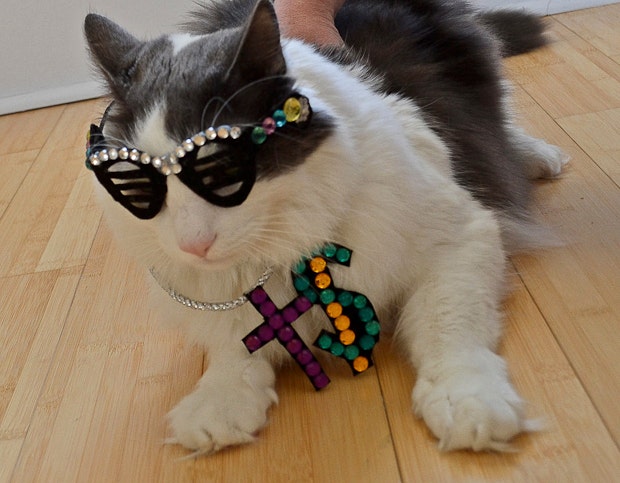 Cute Cat Halloween Costume
