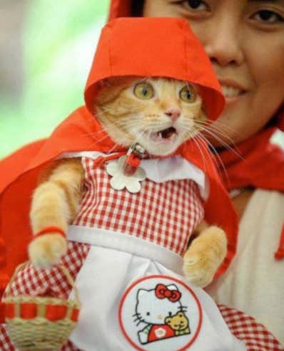 Cute Cat Halloween Costume