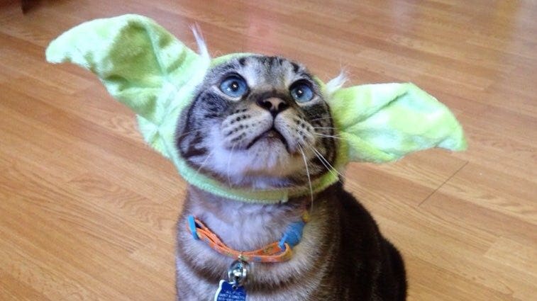 Cute Cat Halloween Costume