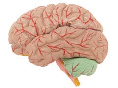 model of brain 