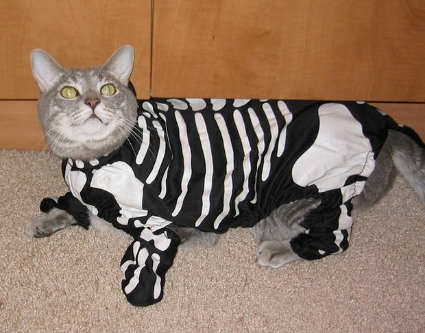 Cute Cat Halloween Costume