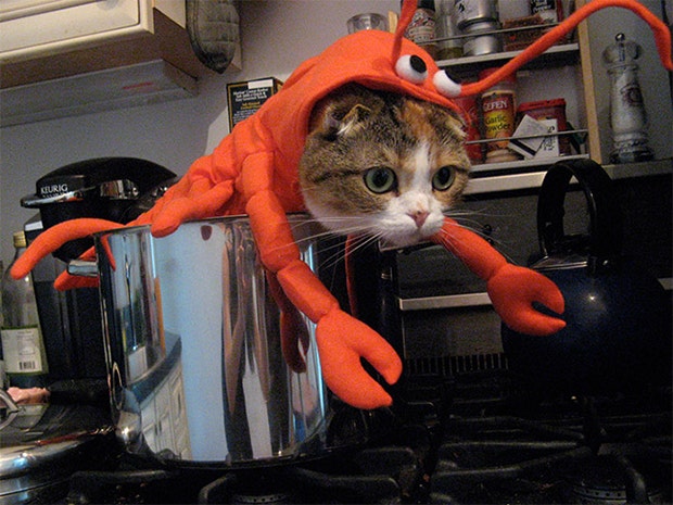 Cute Cat Halloween Costume