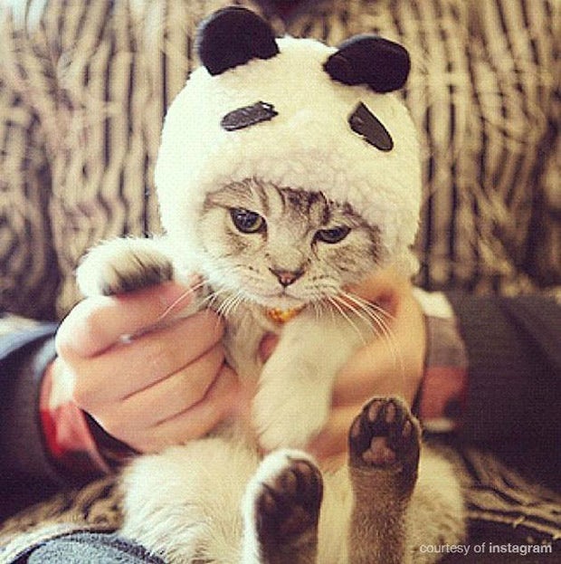 Cute Cat Halloween Costume