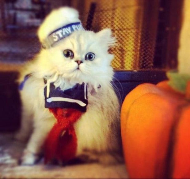 Cute Cat Halloween Costume