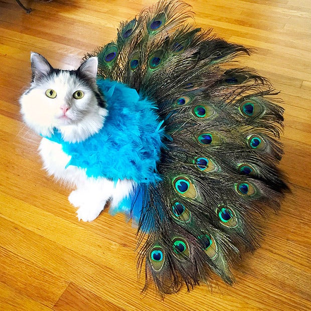 Cute Cat Halloween Costume